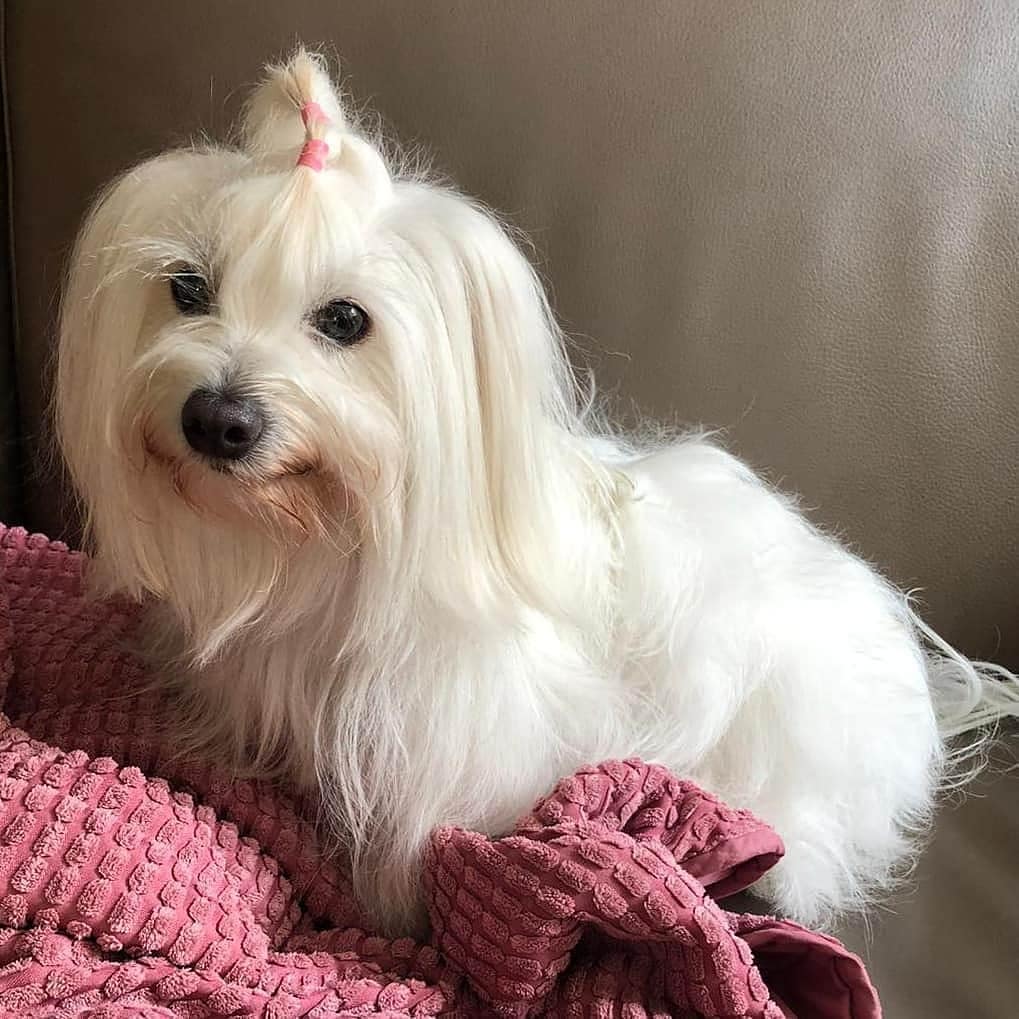 15 Interesting Facts About Coton de Tulear Dogs 10