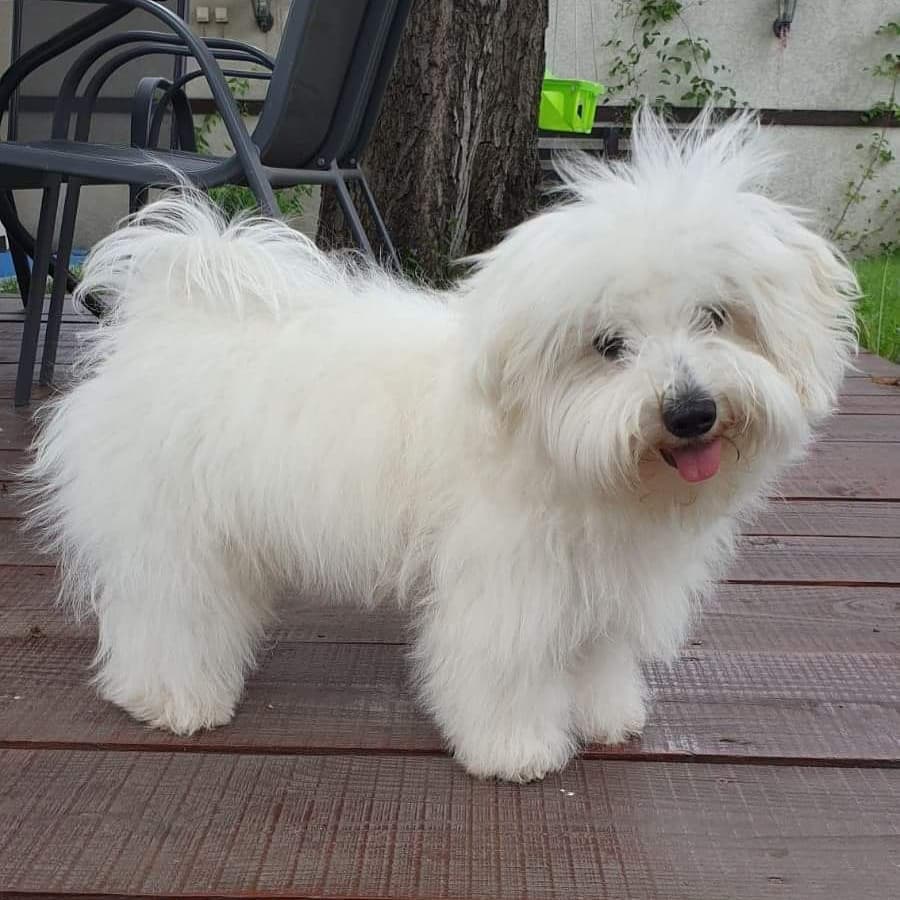 15 Interesting Facts About Coton de Tulear Dogs 11