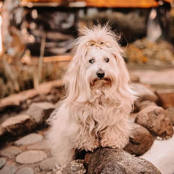 15 Interesting Facts About Coton de Tulear Dogs 10