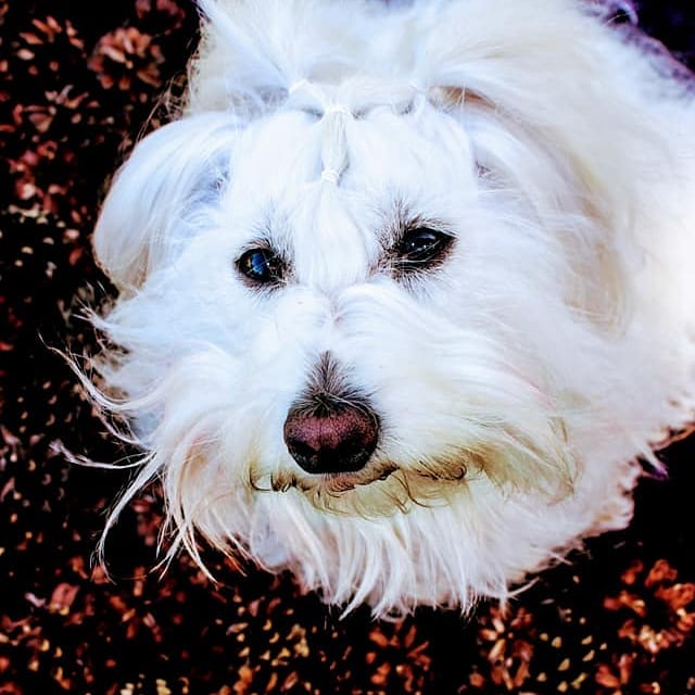 15 Amazing Facts About Coton de Tulear Dogs You Probably Never Knew 9