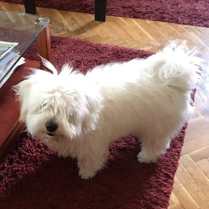 15 Amazing Facts About Coton de Tulear Dogs You Probably Never Knew 10