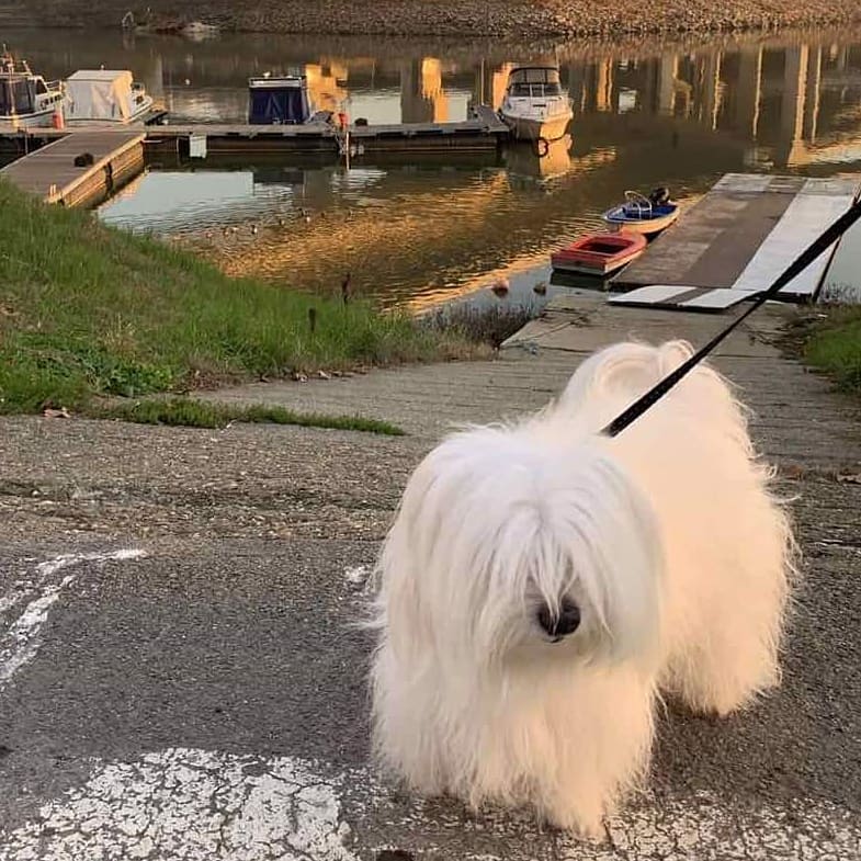 15 Amazing Facts About Coton de Tulear Dogs You Probably Never Knew 11