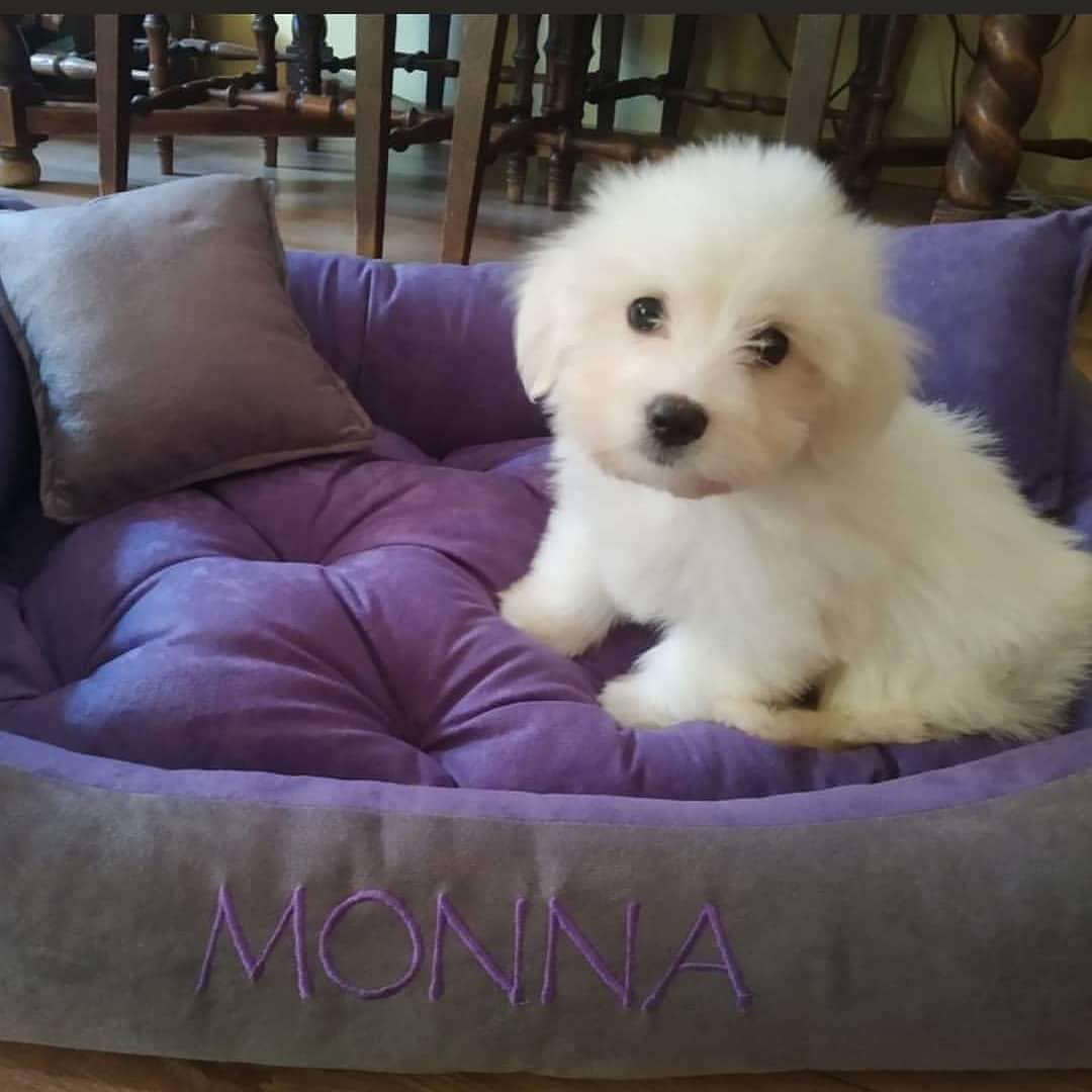 15 Amazing Facts About Coton de Tulear Dogs You Probably Never Knew 9