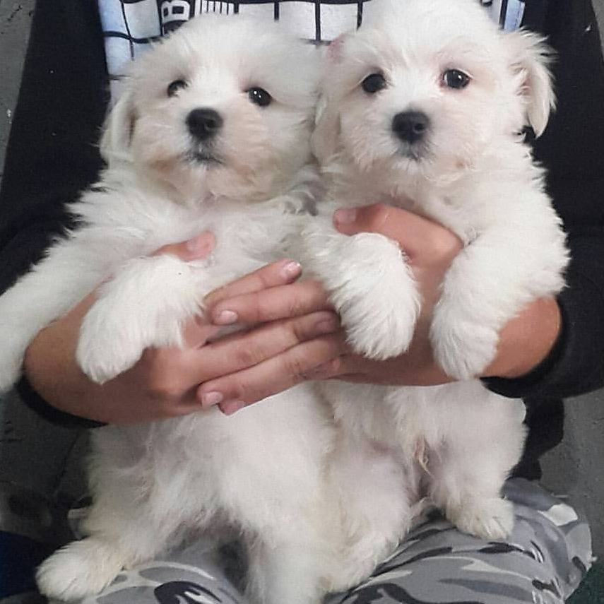 15 Amazing Facts About Coton de Tulear Dogs You Probably Never Knew 11