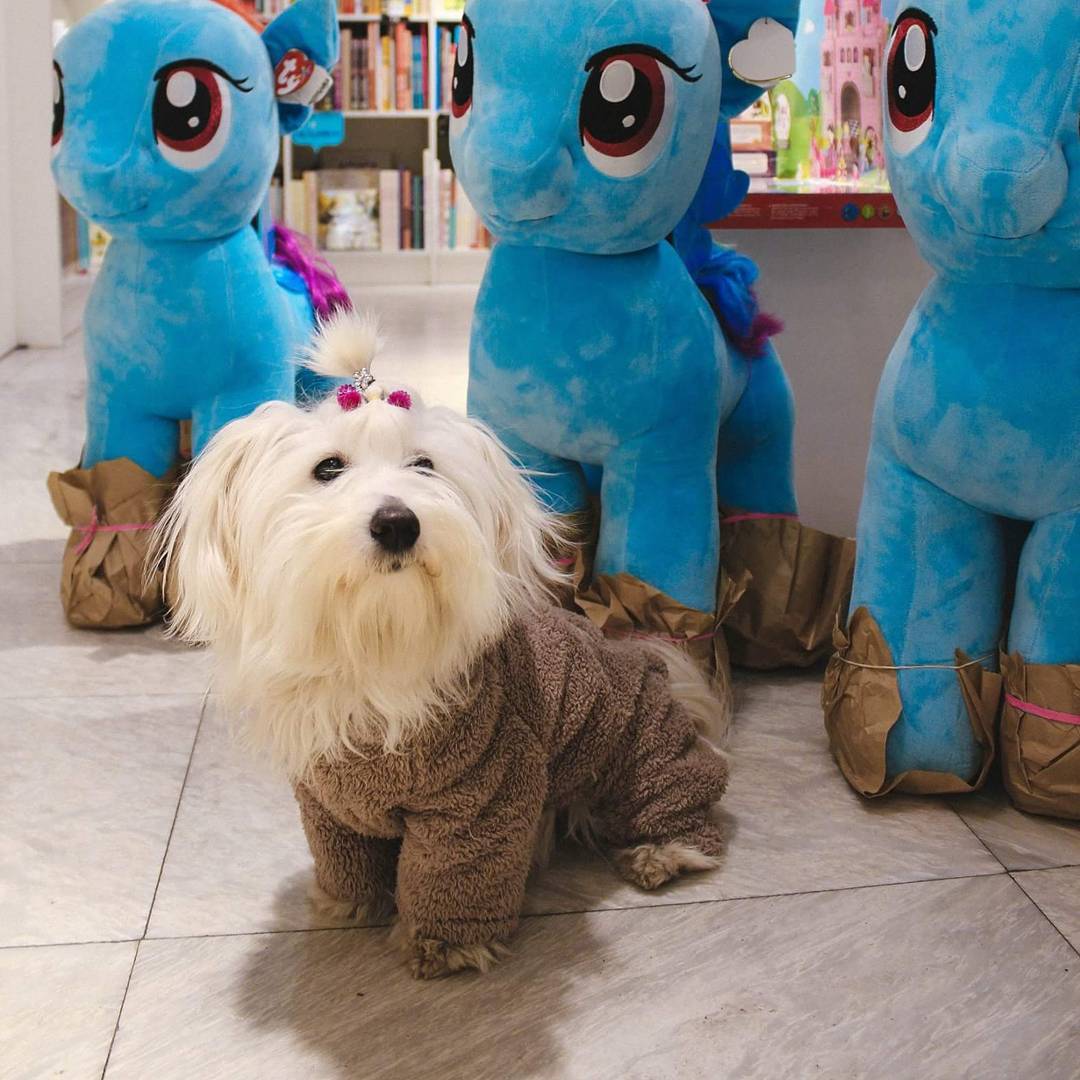 15 Amazing Facts About Coton de Tulear Dogs You Probably Never Knew 10