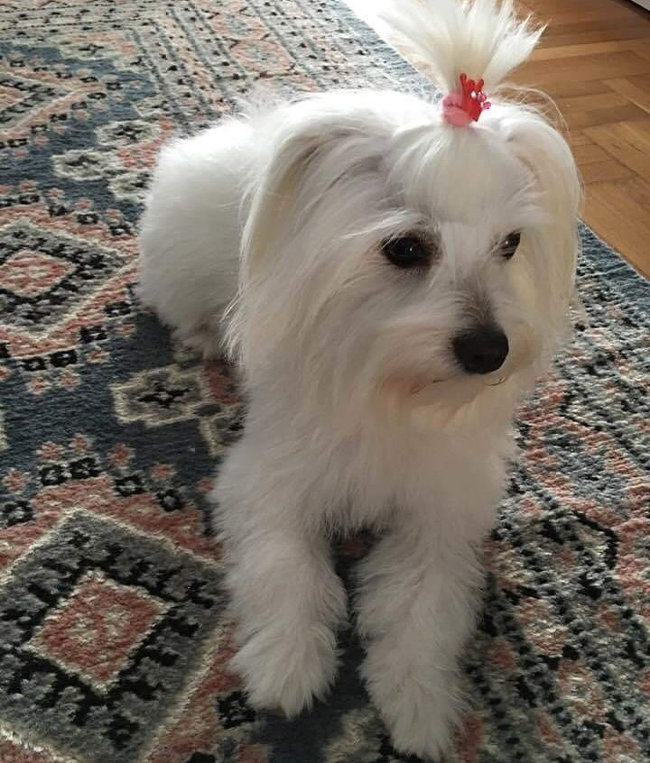 15 Amazing Facts About Coton de Tulear Dogs You Probably Never Knew 11