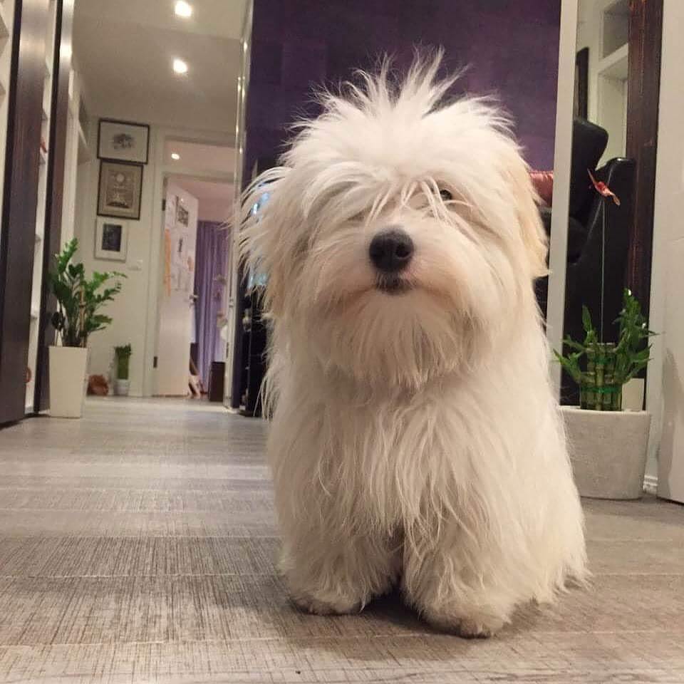 15 Amazing Facts About Coton de Tulear Dogs You Probably Never Knew 9