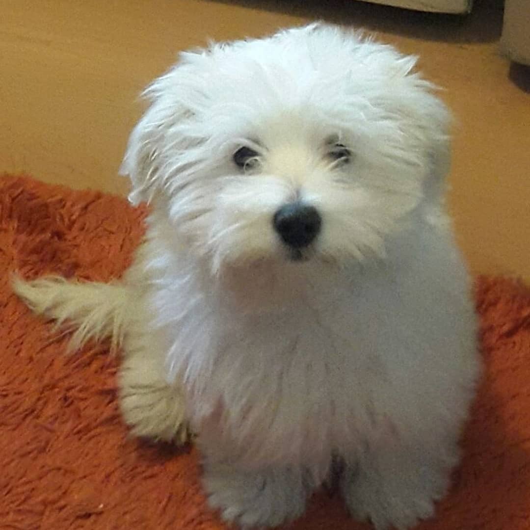 15 Amazing Facts About Coton de Tulear Dogs You Probably Never Knew 10