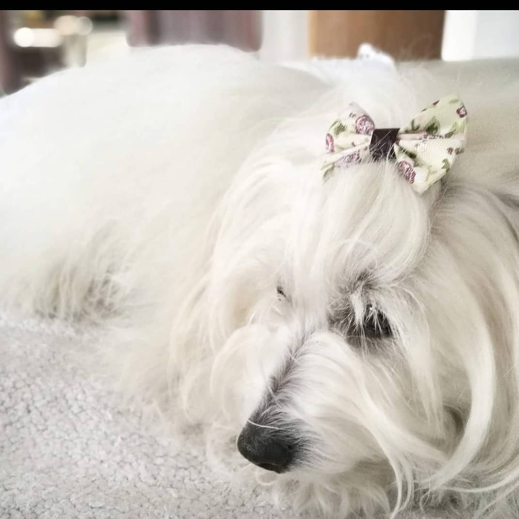15 Amazing Facts About Coton de Tulear Dogs You Probably Never Knew 11