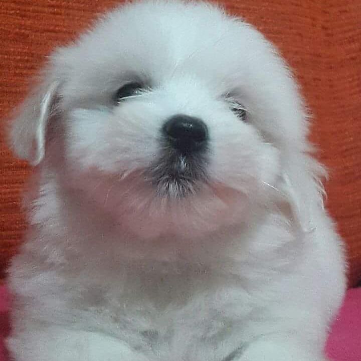 15 Cool Facts About Coton de Tulear Dogs 9 15 Cool Facts About Coton de Tulear Dogs 9