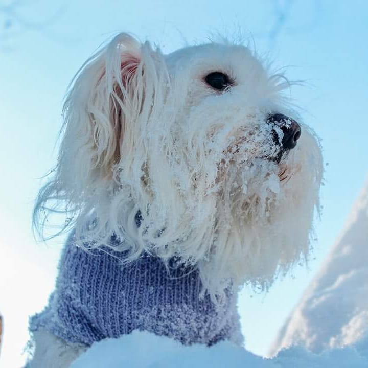 15 Cool Facts About Coton de Tulear Dogs 11 15 Cool Facts About Coton de Tulear Dogs 11