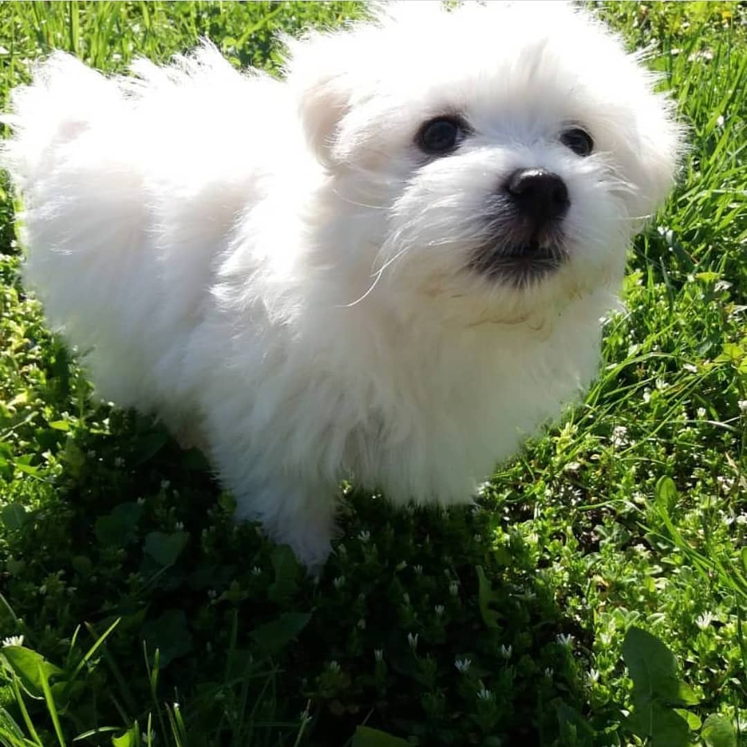 15 Cool Facts About Coton de Tulear Dogs 9
