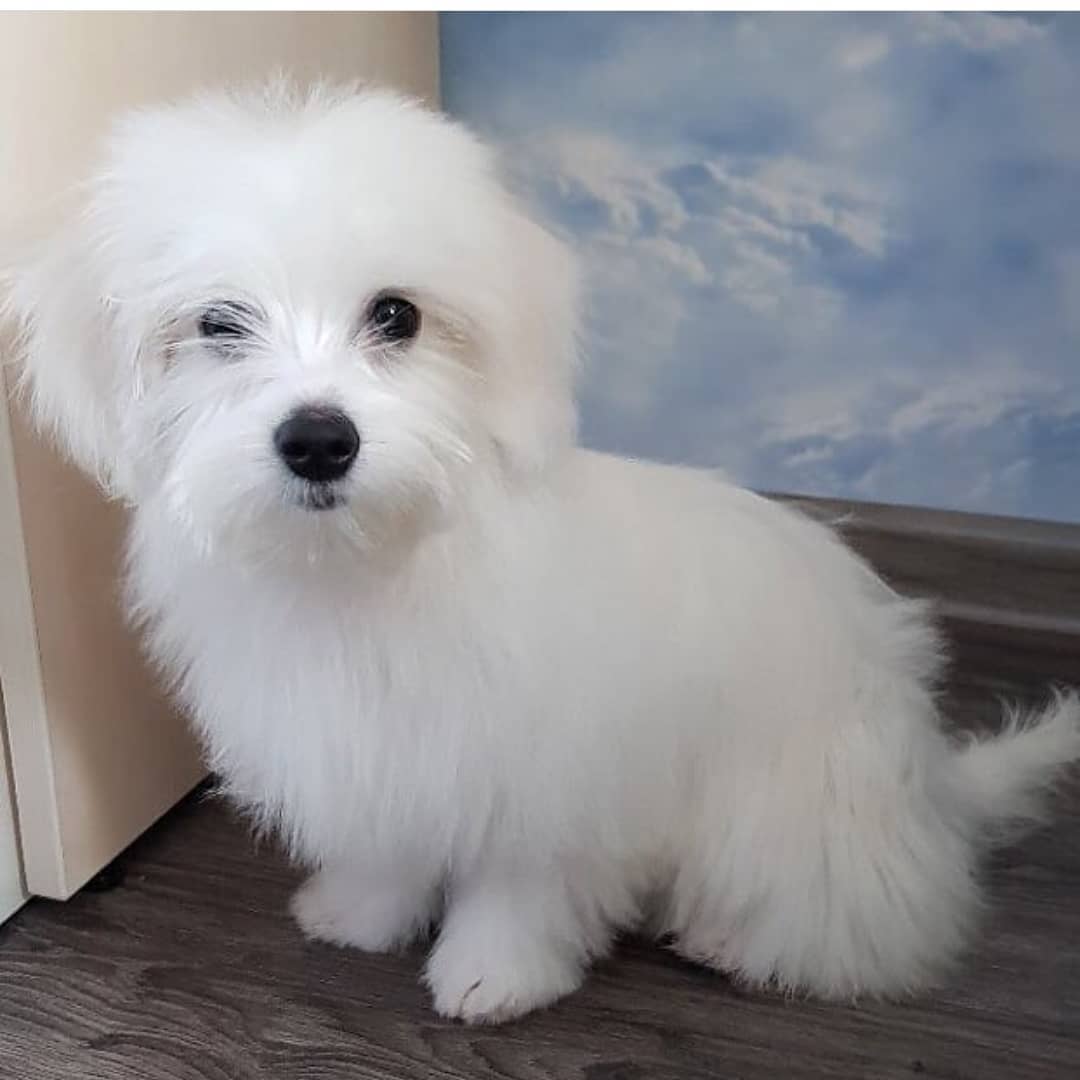 15 Cool Facts About Coton de Tulear Dogs 10