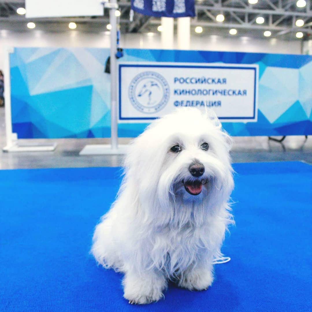 15 Cool Facts About Coton de Tulear Dogs 11