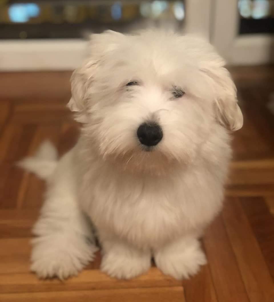 15 Interesting Facts About Coton de Tulear Dogs 9