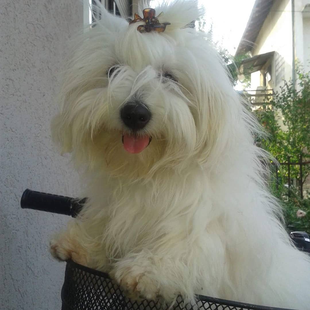 15 Cool Facts About Coton de Tulear Dogs 9
