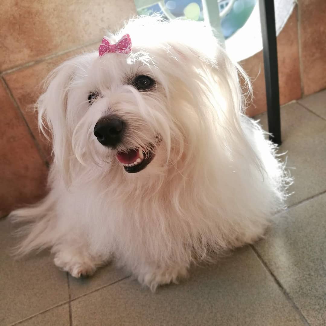 15 Cool Facts About Coton de Tulear Dogs 10