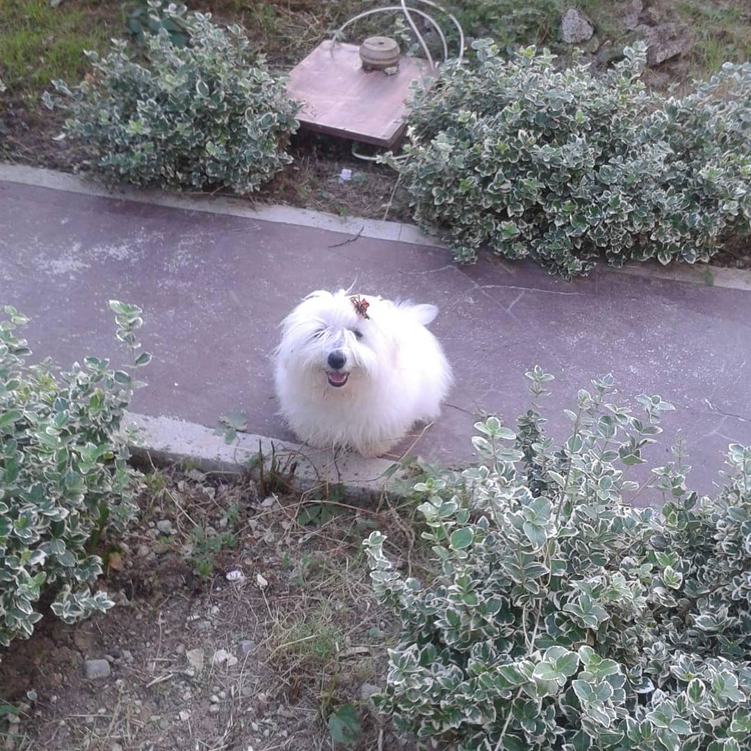 15 Cool Facts About Coton de Tulear Dogs 11