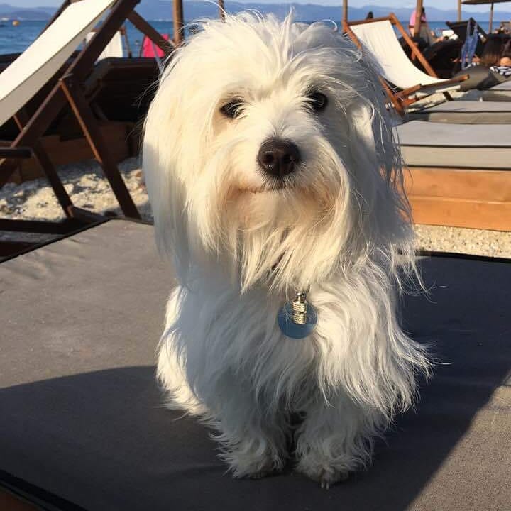 15 Cool Facts About Coton de Tulear Dogs 9