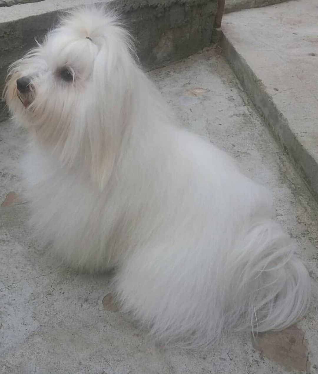 15 Cool Facts About Coton de Tulear Dogs 10