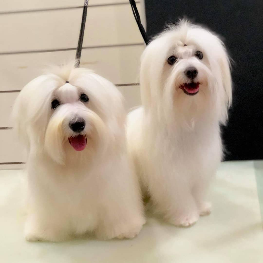 15 Cool Facts About Coton de Tulear Dogs 11