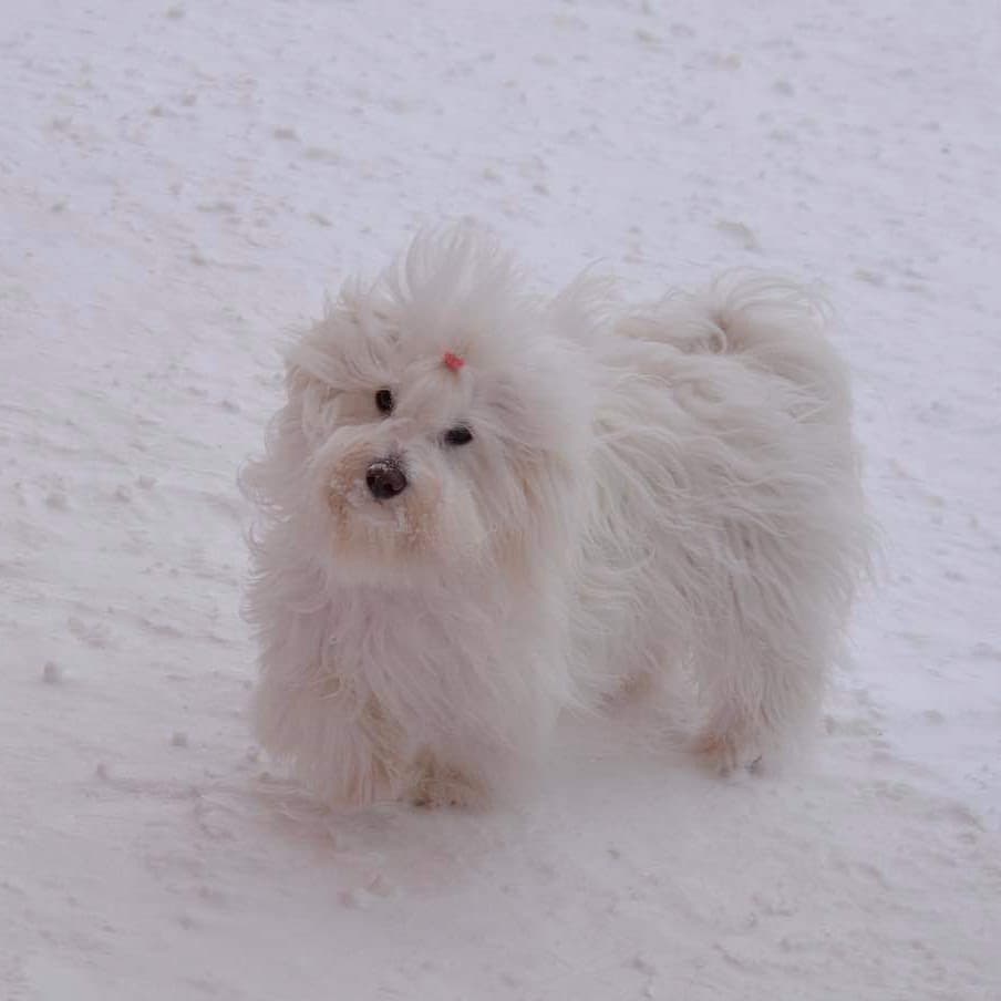 15 Interesting Facts About Coton de Tulear Dogs 10