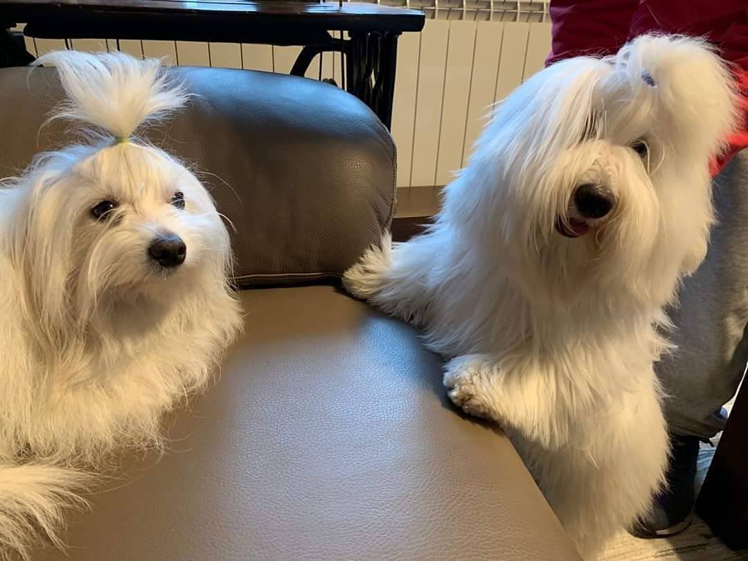 15 Interesting Facts About Coton de Tulear Dogs 9