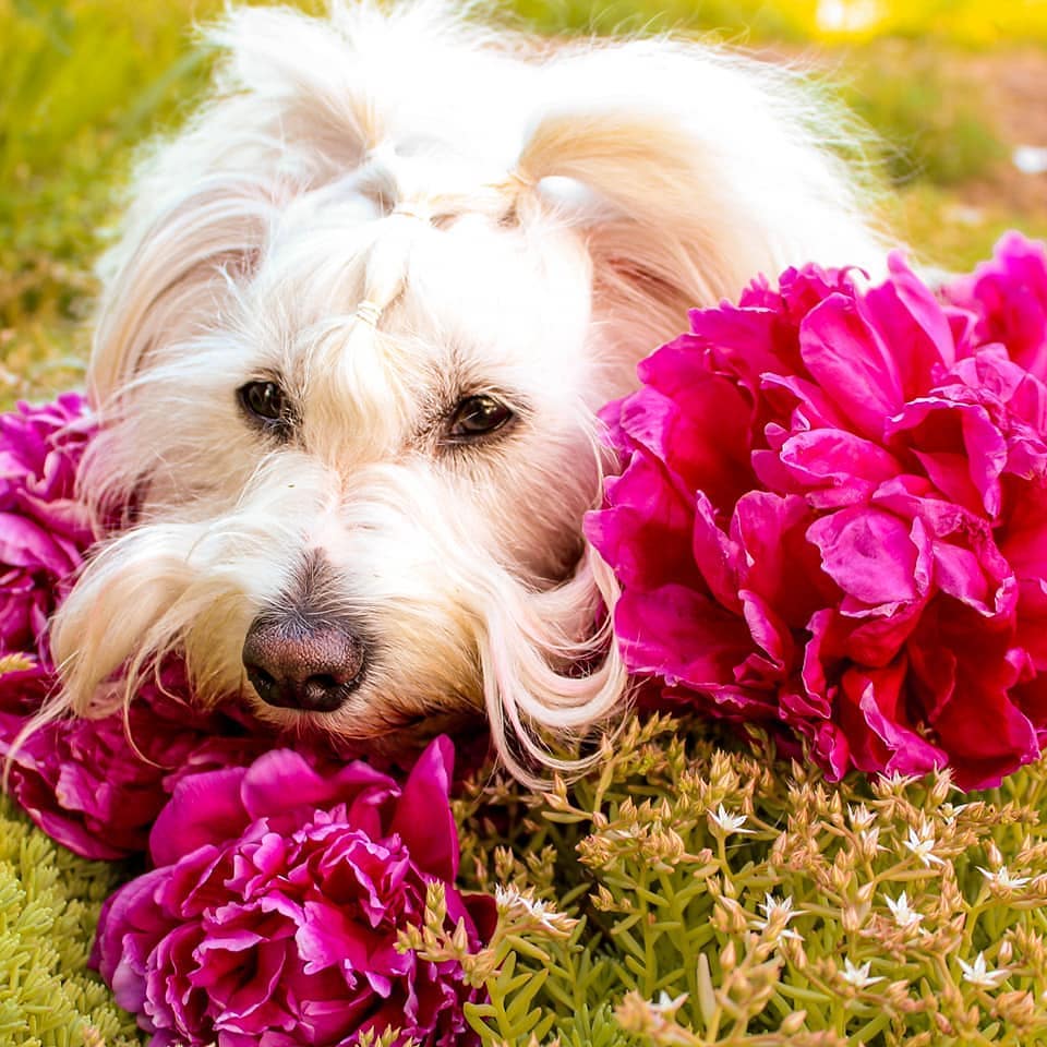 15 Interesting Facts About Coton de Tulear Dogs 10