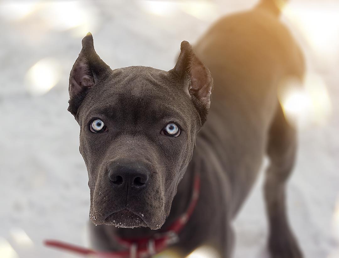 15 Interesting Facts About Cani Corsi 9