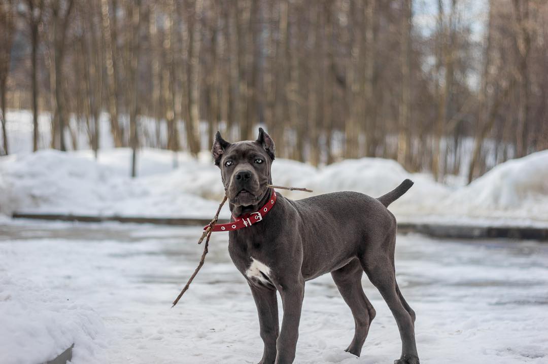 15 Interesting Facts About Cani Corsi 10