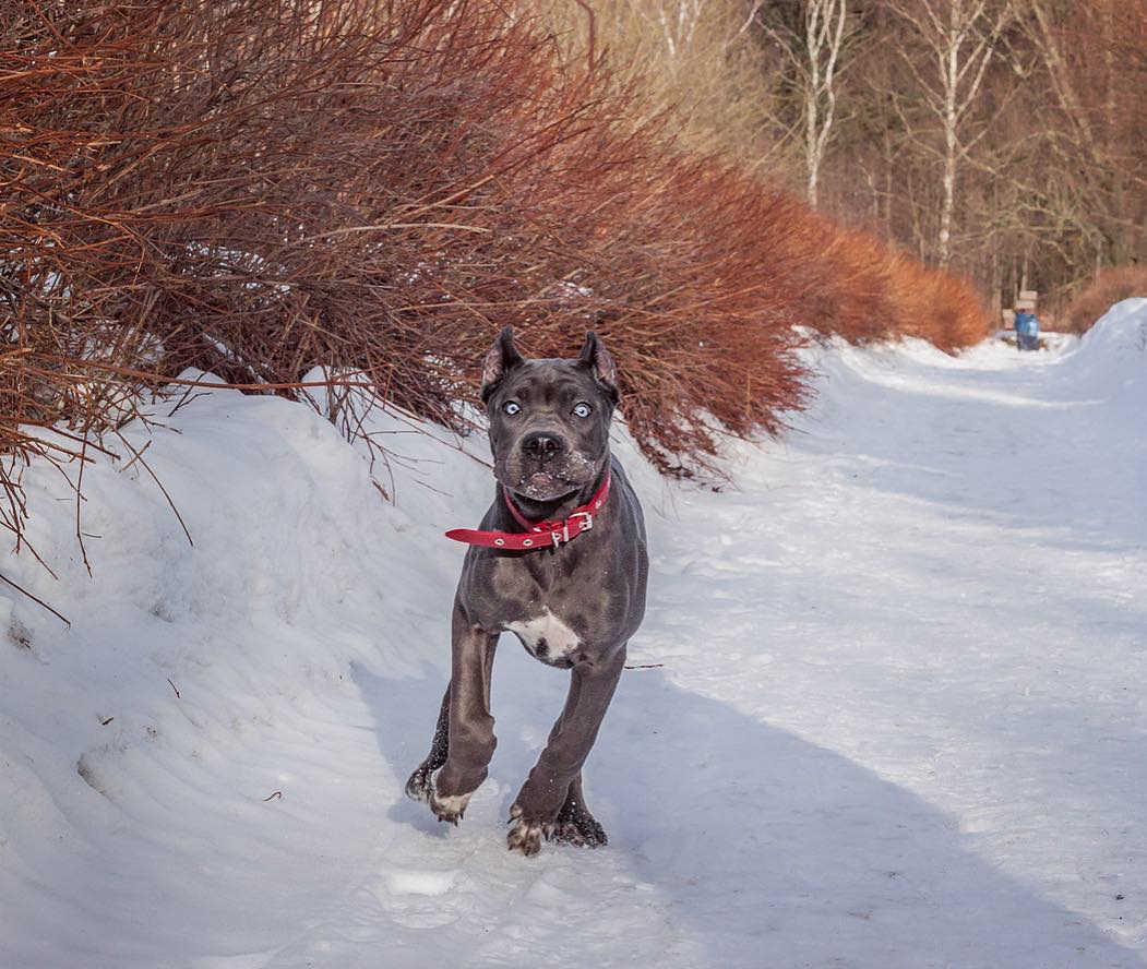 15 Interesting Facts About Cani Corsi 9