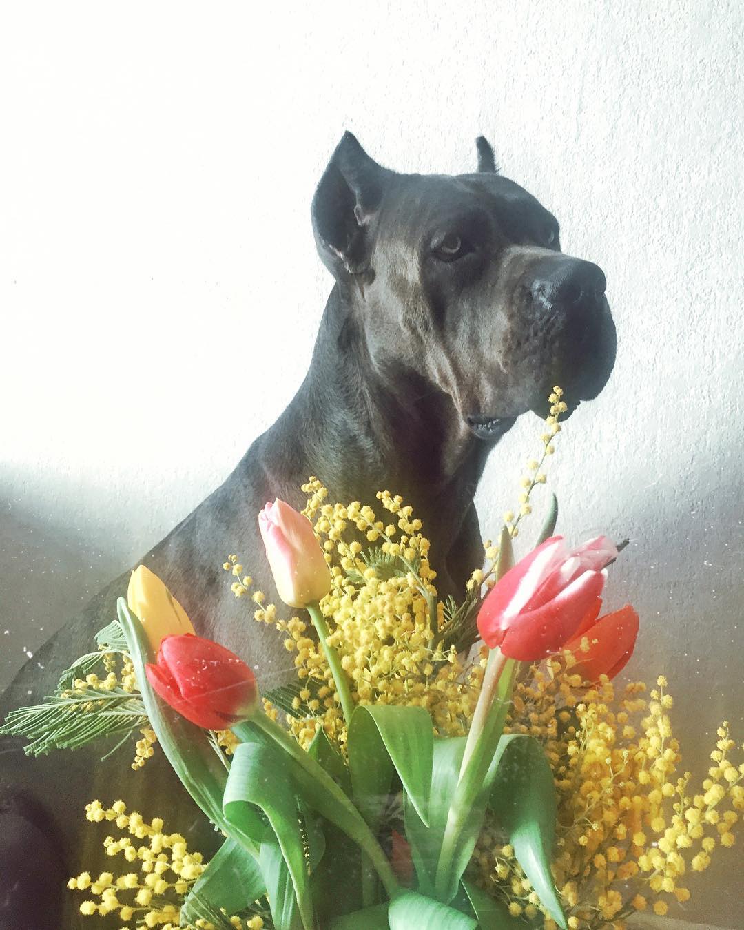 15 Amazing Facts About Cane Corso You Probably Never Knew 11