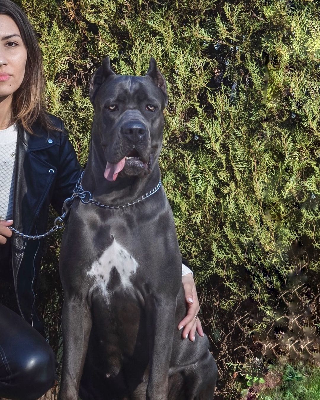 15 Amazing Facts About Cane Corso You Probably Never Knew 10