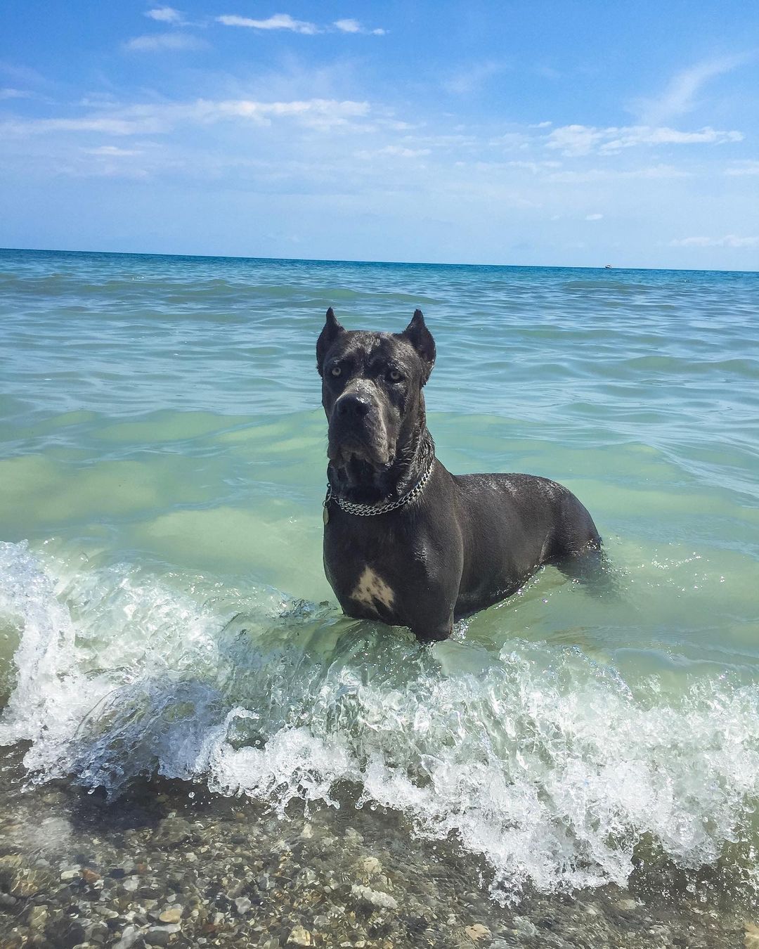 15 Amazing Facts About Cane Corso You Probably Never Knew 11