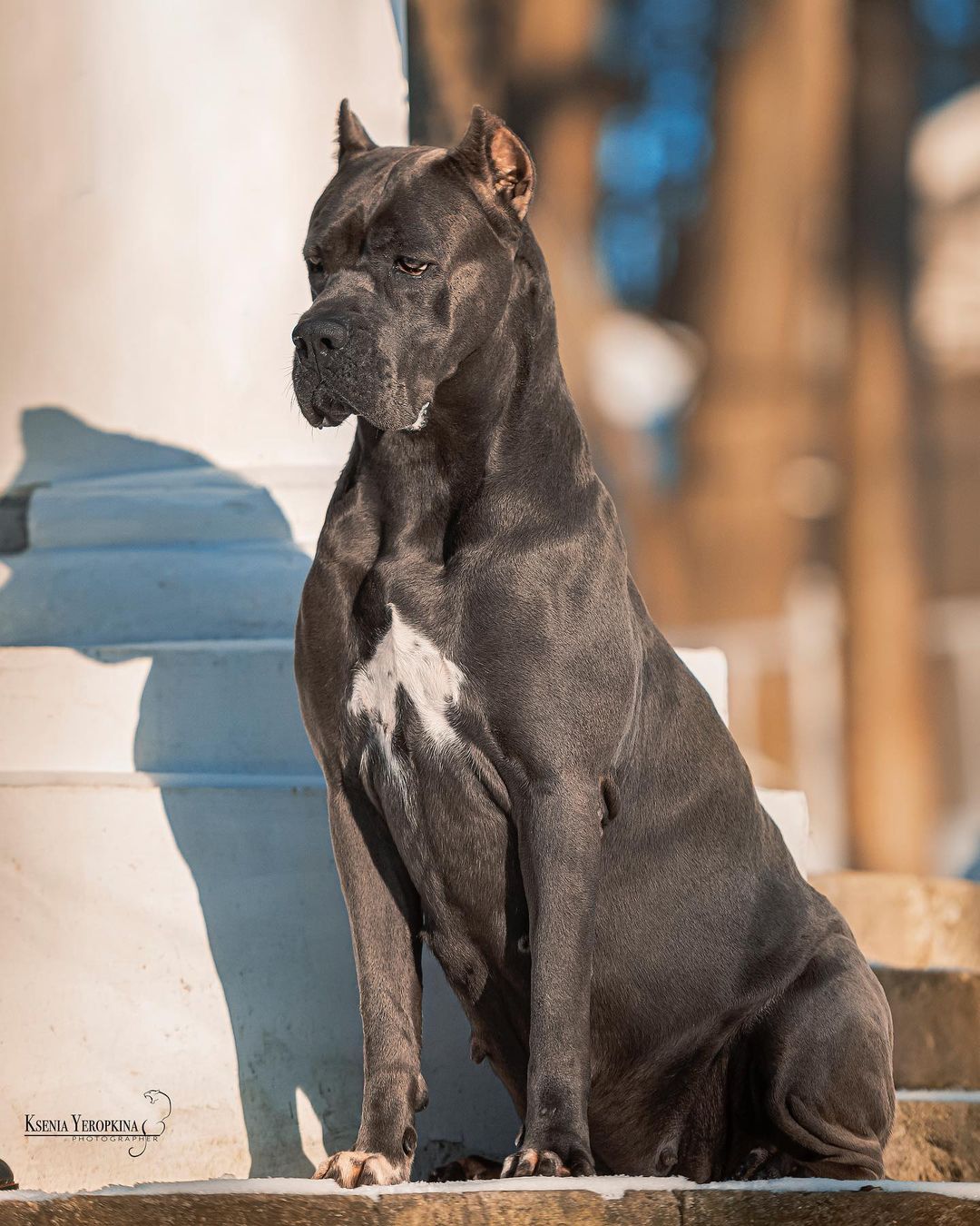 15 Amazing Facts About Cane Corso You Probably Never Knew 9