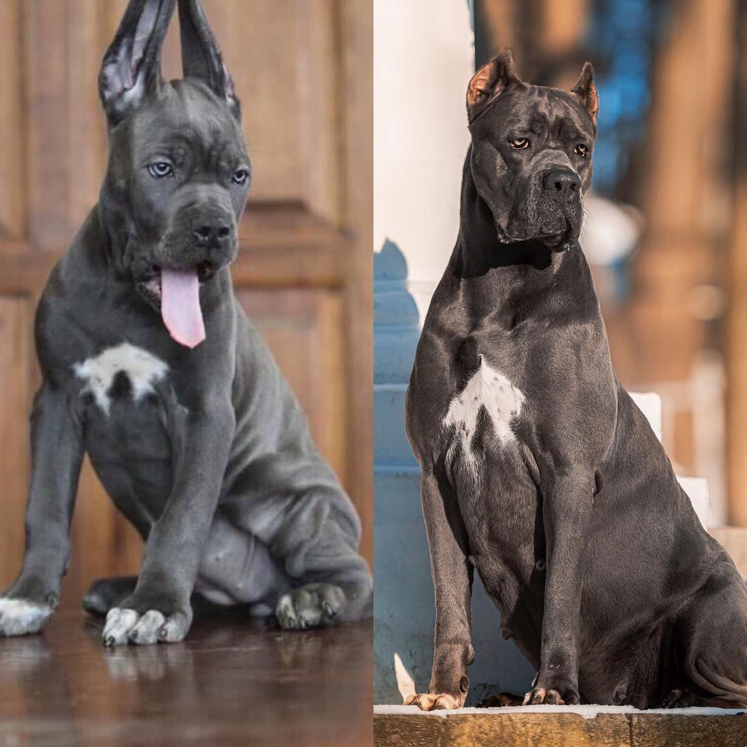 15 Amazing Facts About Cane Corso You Probably Never Knew 10