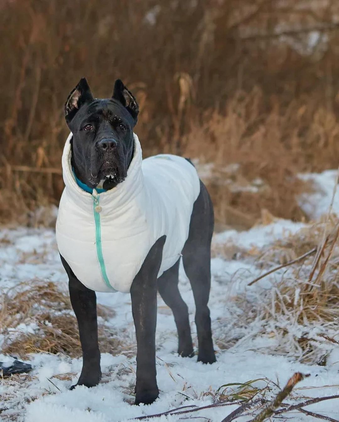 15 Amazing Facts About Cane Corso You Probably Never Knew 9