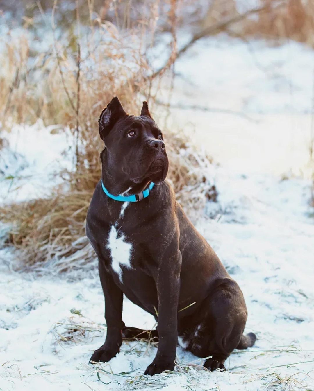 15 Amazing Facts About Cane Corso You Probably Never Knew 10
