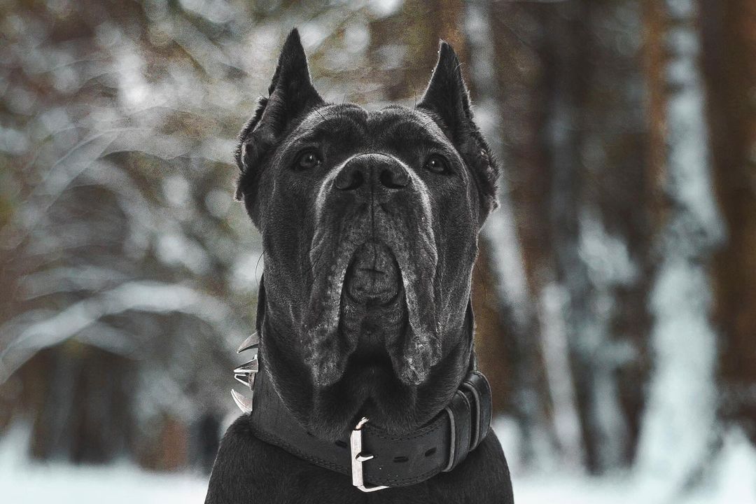 16 Cool Facts About Cani Corsi 9