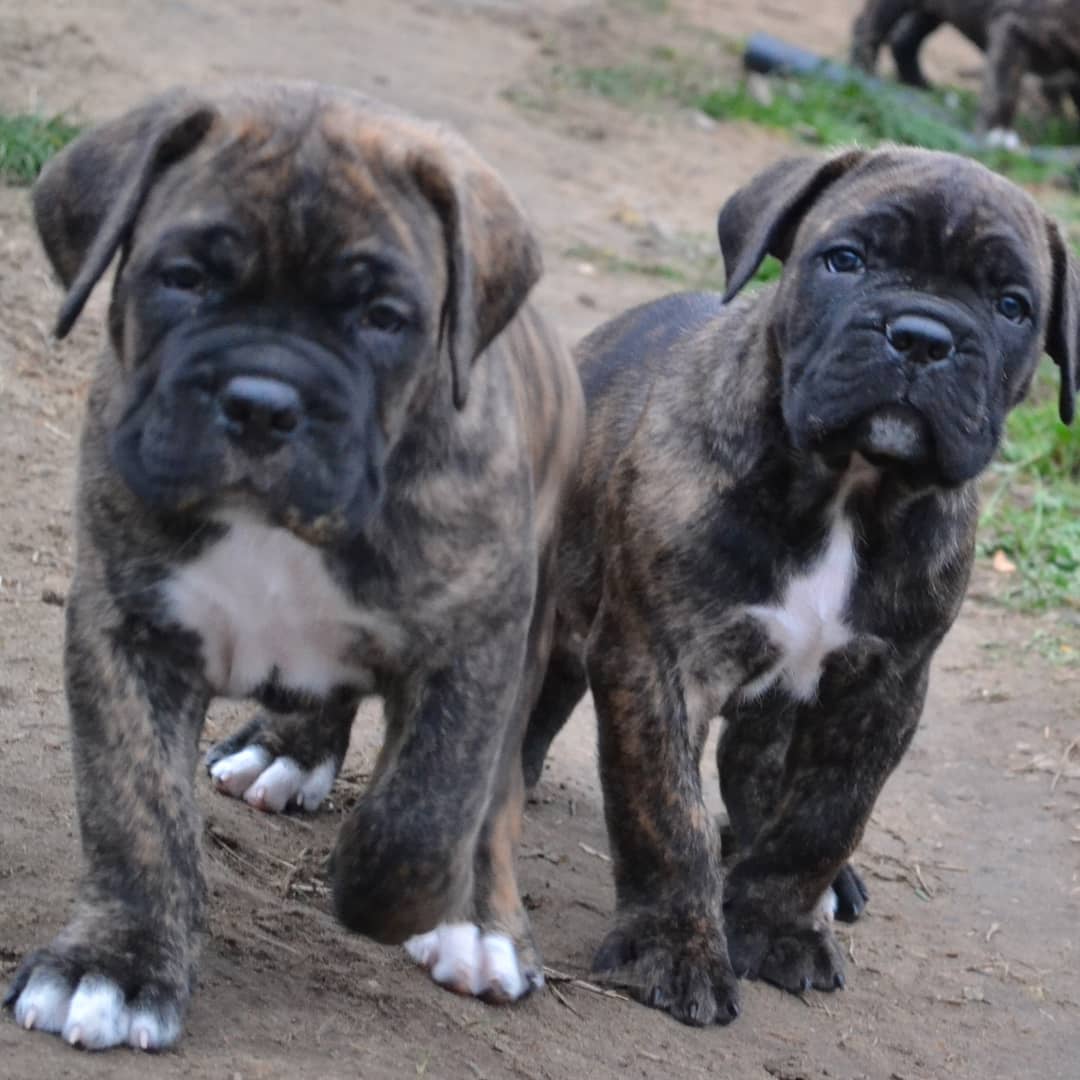 16 Cool Facts About Cani Corsi 10