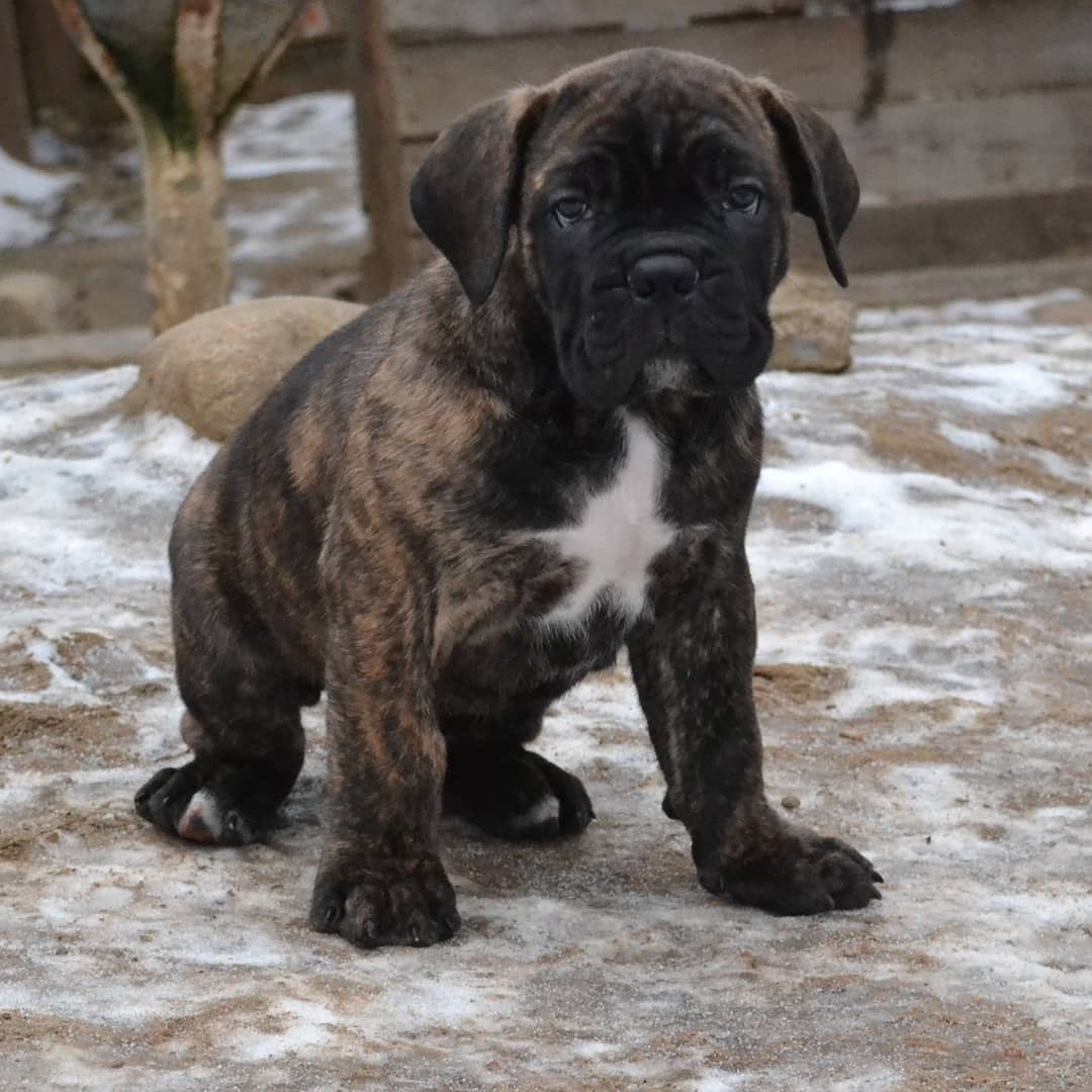 16 Cool Facts About Cani Corsi 9