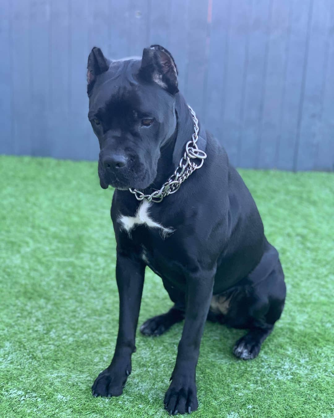 16 Cool Facts About Cani Corsi 10