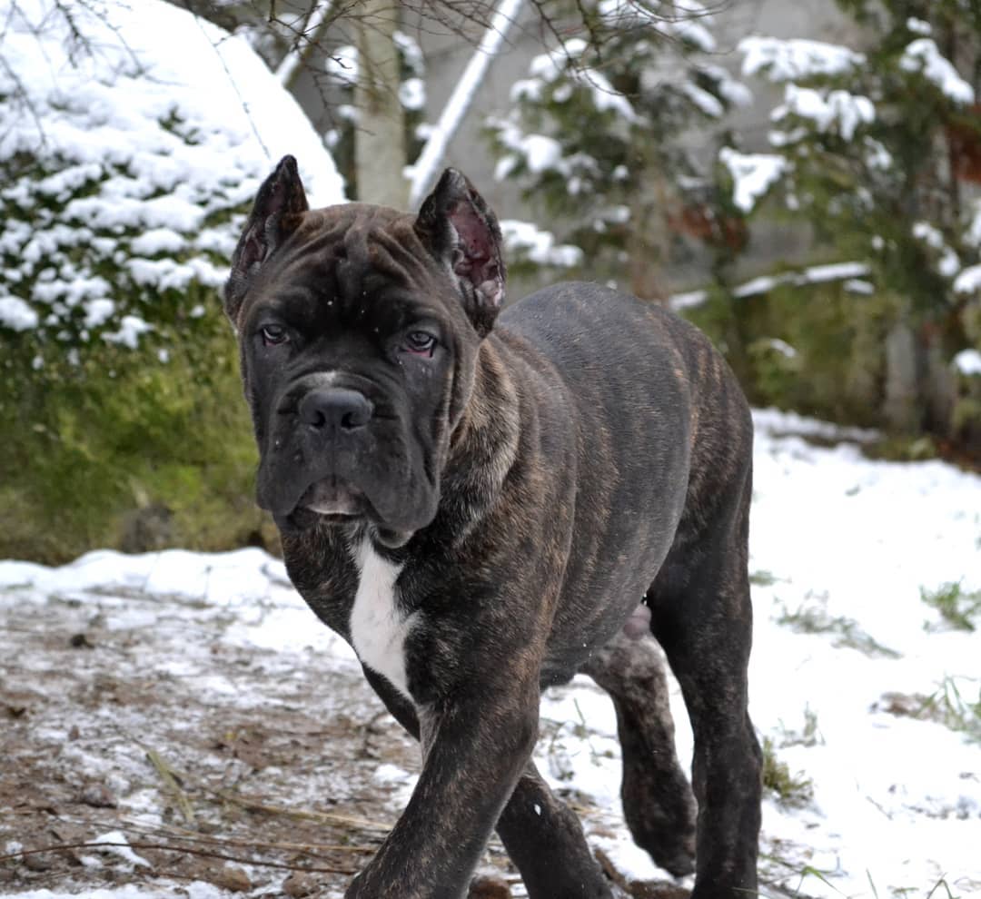 16 Cool Facts About Cani Corsi 11