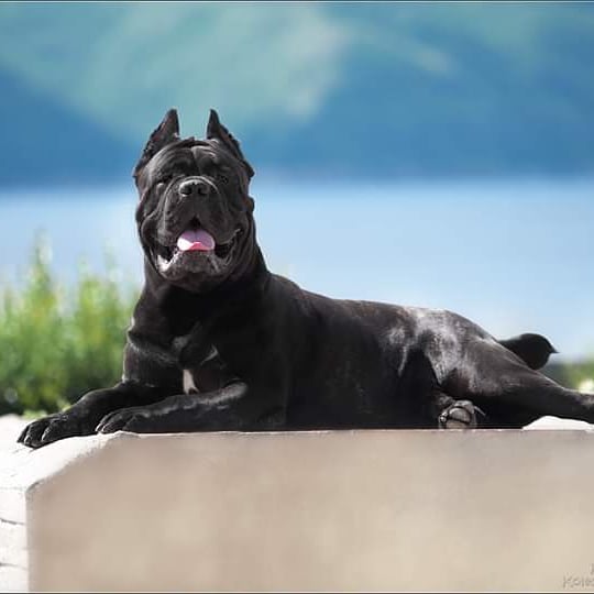 16 Cool Facts About Cani Corsi 9