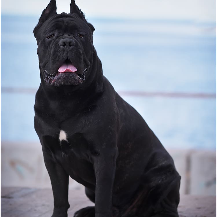 16 Cool Facts About Cani Corsi 10