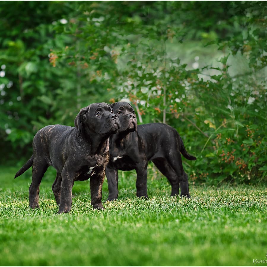 16 Cool Facts About Cani Corsi 11