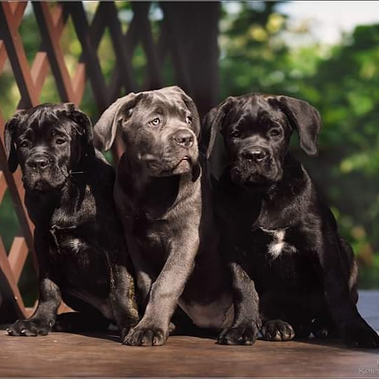 16 Cool Facts About Cani Corsi 9