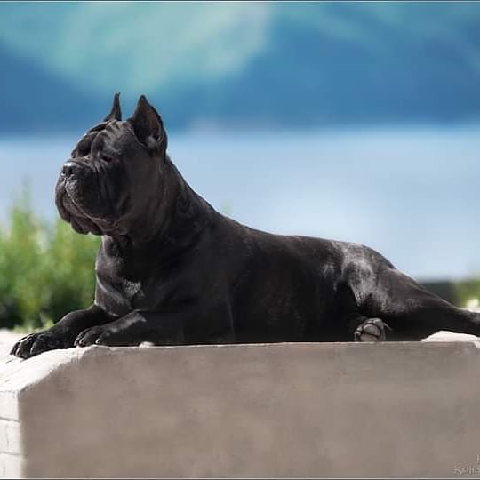 16 Cool Facts About Cani Corsi 10