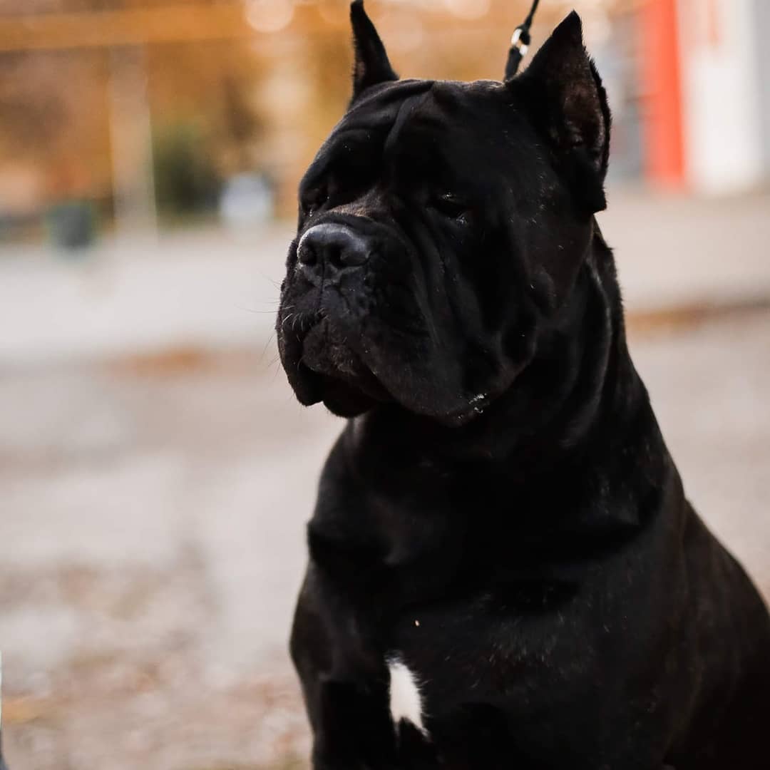 16 Cool Facts About Cani Corsi 11