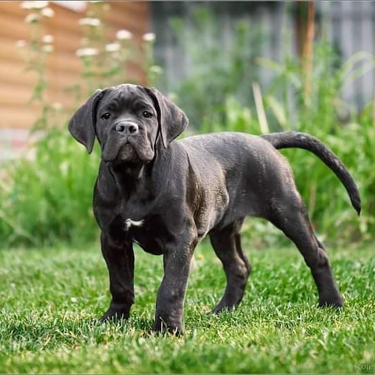 16 Cool Facts About Cani Corsi 5